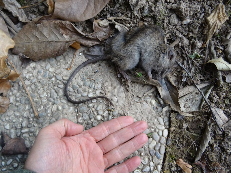 Ratto (morto) .....da determinare:  Rattus rattus